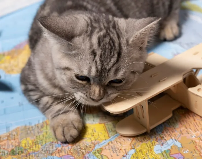 vip cat transport service