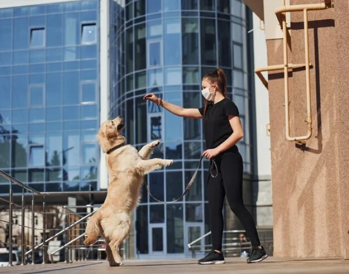 Luxury Pet Travel Services for Dog Show